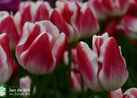 Keukenhof 2021 (94)