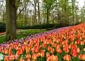 Keukenhof 2021 (96)