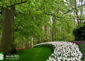 Keukenhof 2021 (97)