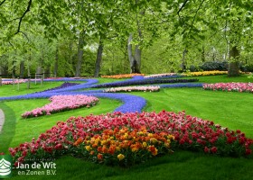 Keukenhof 2021 (98)