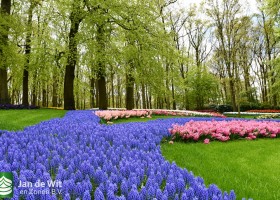 Keukenhof 2021 (99)