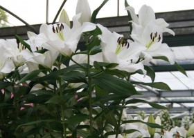 Lilium Bendigo