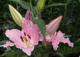 Lilium Berbiano