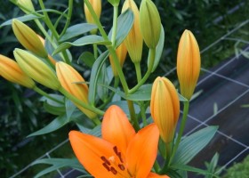 Lilium Cantello