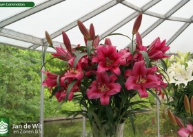 Lilium Commotion