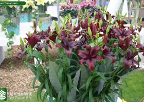 Lilium Dimension