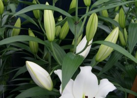 Lilium Fastrada