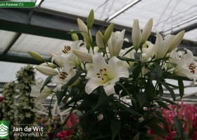 Lilium Forever (1)