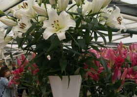 Lilium Forever (2)