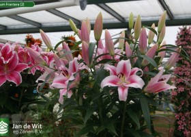 Lilium Frontera (2)