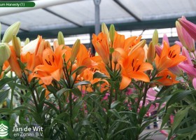 Lilium Honesty (1)