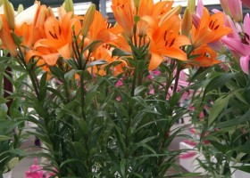 Lilium Honesty (2)