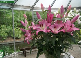 Lilium Kathay (1)
