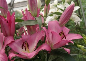Lilium Kathay (2)