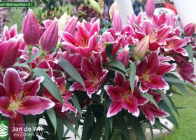 Lilium Metropolitan (1)