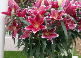 Lilium Metropolitan (2)