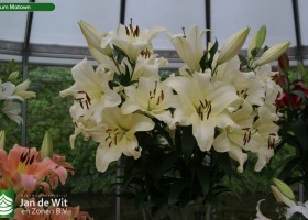 Lilium Motown