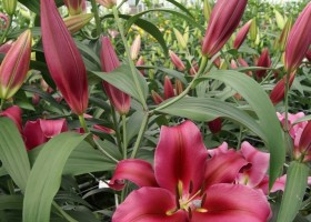 Lilium Palazzo