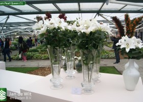 Lilium Pearl Queen (1)
