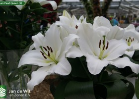 Lilium Pearl Queen (2)