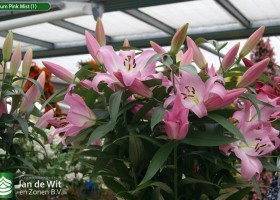 Lilium Pink Mist (1)