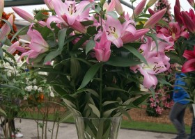 Lilium Pink Mist (2)