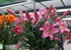 Lilium Pink Palace (1)