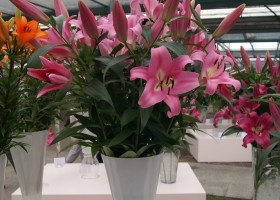 Lilium Pink Palace (2)