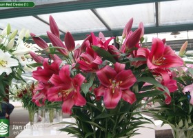 Lilium Red Desire (1)