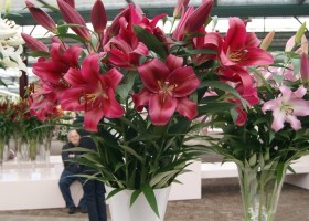 Lilium Red Desire (2)