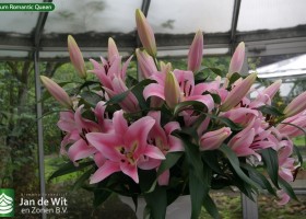 Lilium Romantic Queen