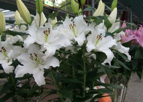 Lilium Signum (1)