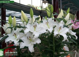 Lilium Signum (2)