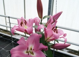 Lilium Tabledance (1)