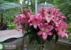 Lilium Tabledance