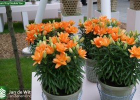 Lilium Tiny Double You