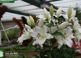 Lilium Vestaro (1)