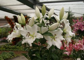 Lilium Vestaro (2)