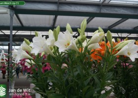 Lilium Watch Up (1)