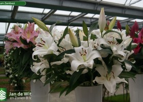 Lilium Zambezi