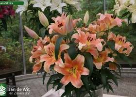 Lilium Zelmira
