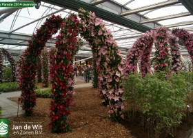 Lily Parade 2014 overview (1)