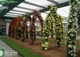 Lily Parade 2014 overview (2)