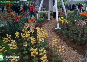 Lily Parade 2014 overview (3)