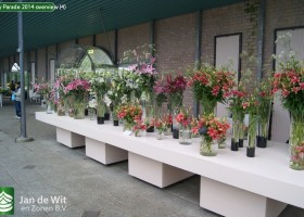 Lily Parade 2014 overview (4)