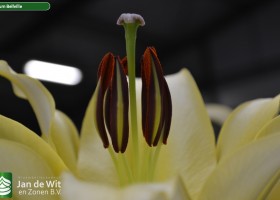 Lilium Bellville 