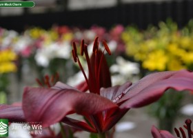 Lilium Black Charm