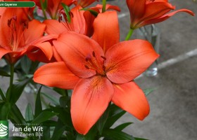 Lilium Cayenne