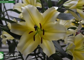 Lilium Conca d'Or