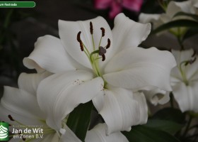 Lilium Fastrada